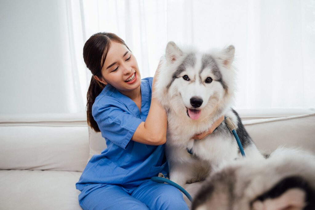 Consulta veterinária domiciliar é tendência no segmento. Foto: AdobeStock