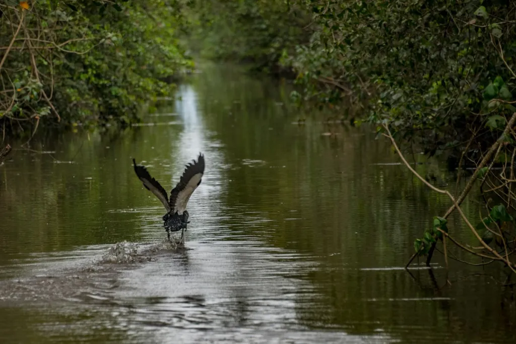 Congresso Nacional de Manguezais. Foto: Divulgação/Prefeitura de Niterói