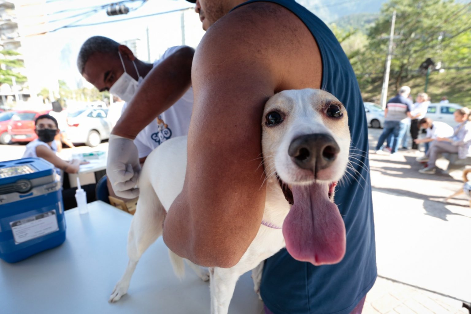 Campanha de vacinação antirrábica começará no dia 19