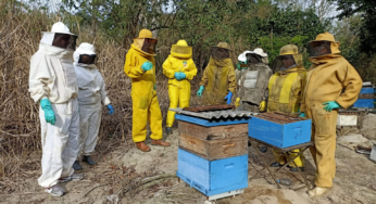 Capacitações gratuitas na área de produção de mel