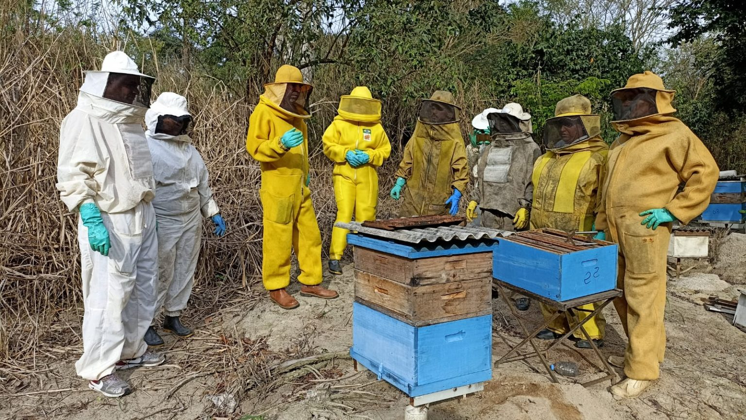Capacitações gratuitas na área de produção de mel